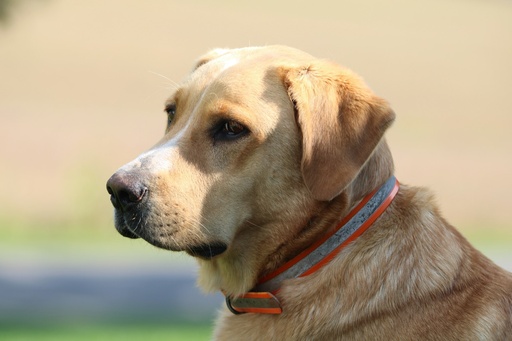 Labrador retriever dog